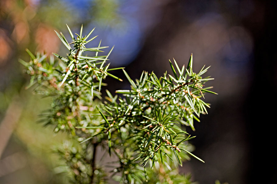 Needles of a juniper (Juniperus communis)