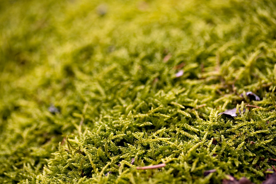 Mountain-fern moss (Hylocomium splendens)