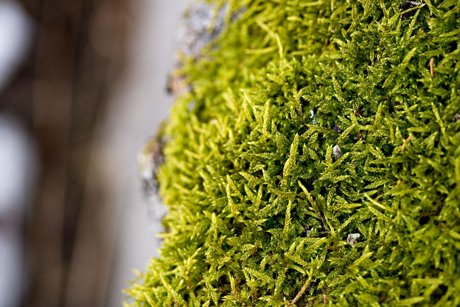 Mountain-fern moss (Hylocomium splendens)