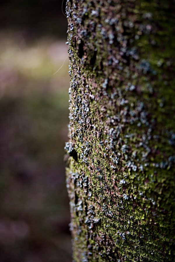 A pine's trunk
