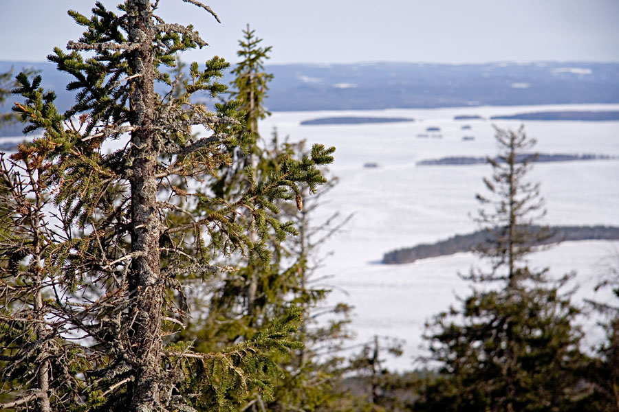 Firs in the Finnish national scenery at Koli