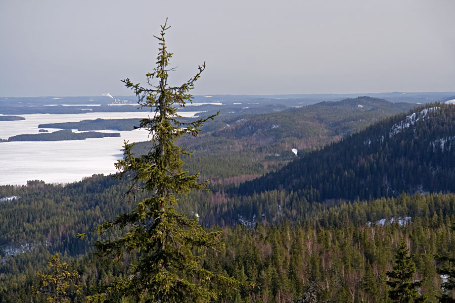 View from Ukko-Koli in direction of Mkr and Nuutilanvaara, lake Pielinen on the left