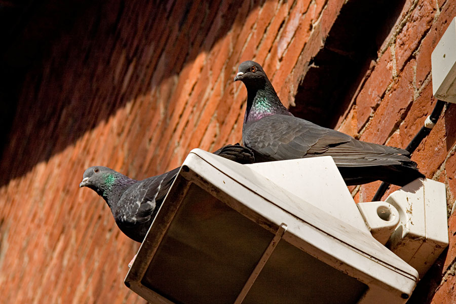 Rock pigeons (Columba livia)