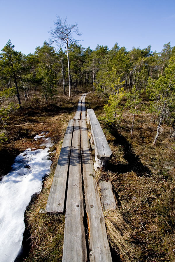 Walking boards at Valkmusa swamp