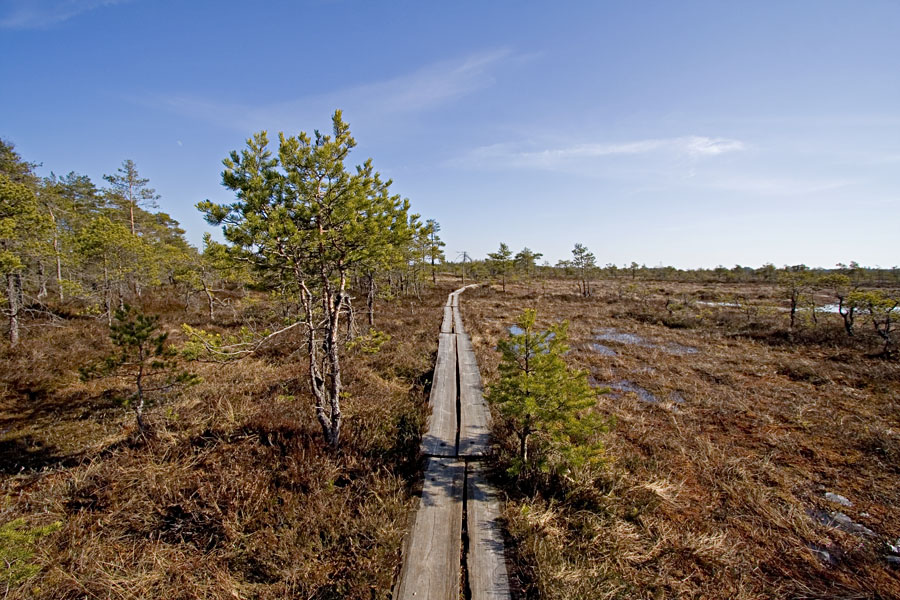 Walking boards at Valkmusa swamp
