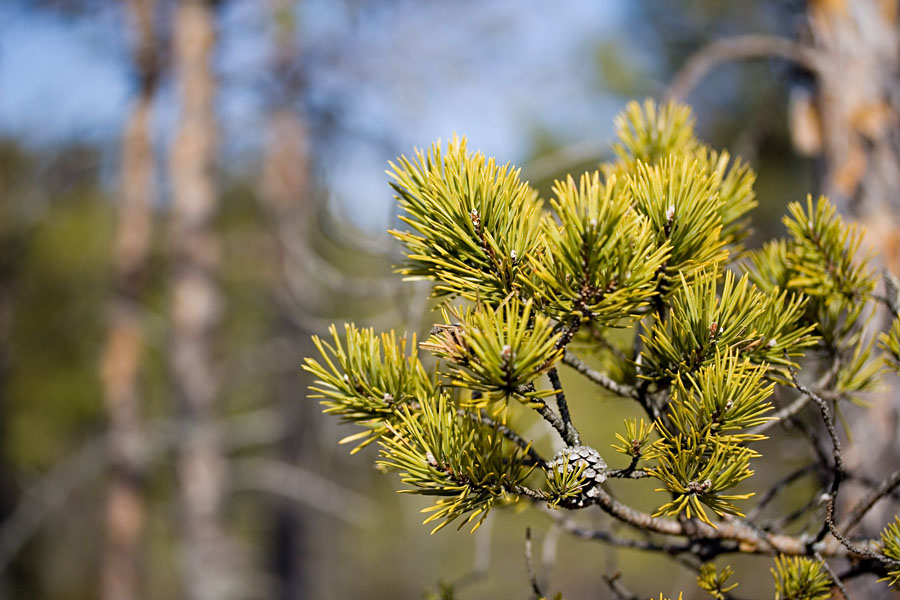 A branch of a pine