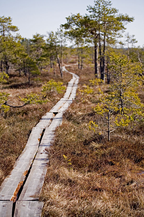 Walking boards at Valkmusa swamp