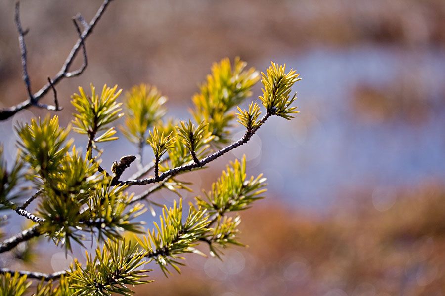 A pine's branch