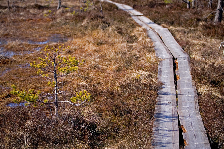 Walking boards at Valkmusa swamp