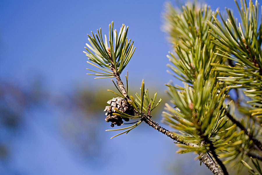 A pine branch and cone