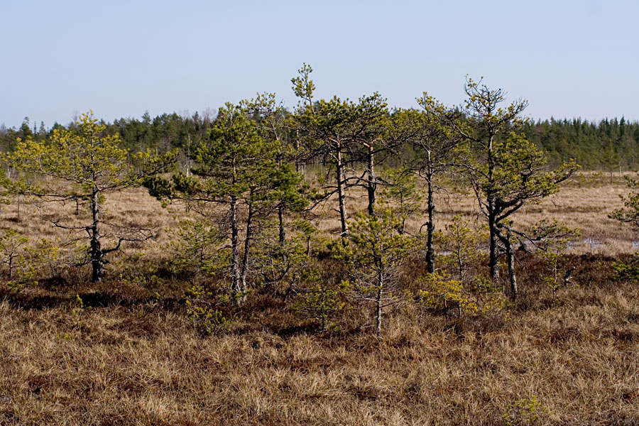 Pines at a swamp