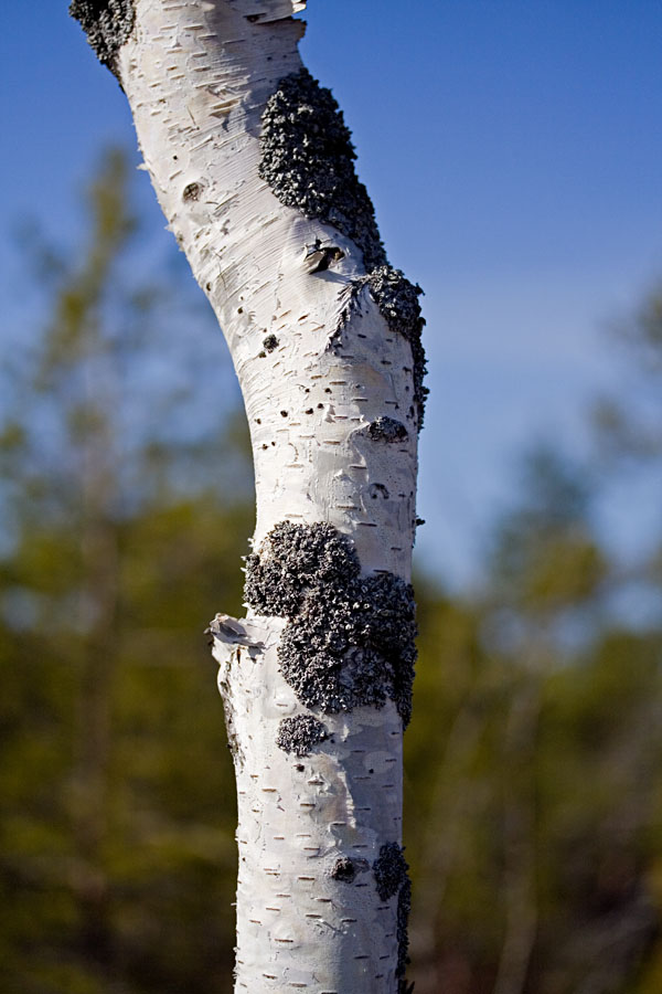 A birch