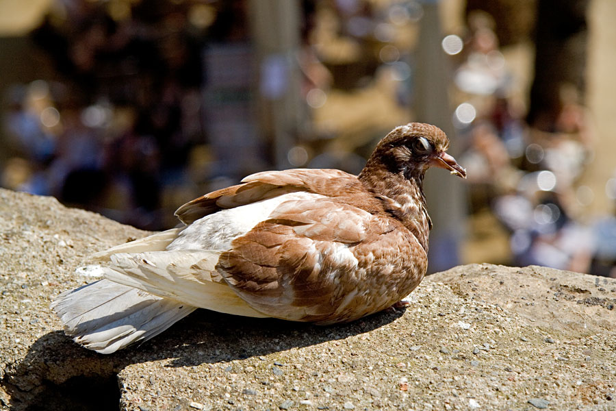 A pigeon