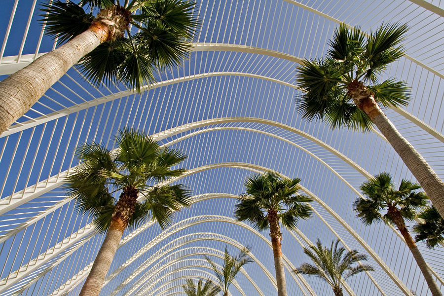 Palm trees at the garden of the art and science center