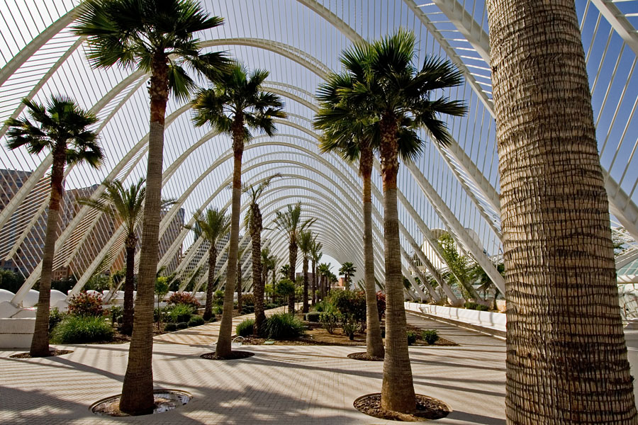 Palm trees at the garden of the art and science center