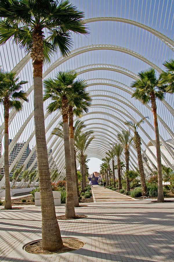 Palm trees at the garden of the art and science center