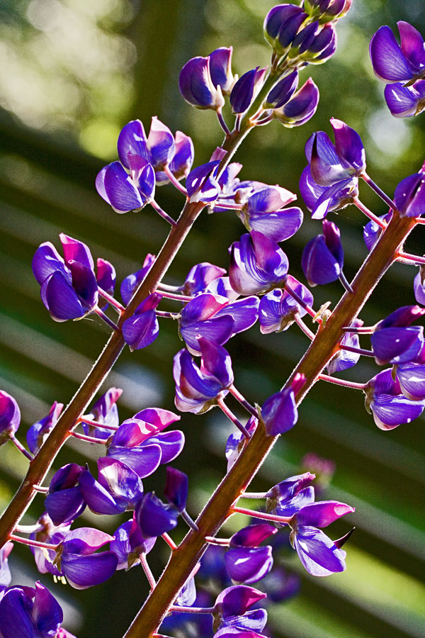 Lupiini (Lupinus polyphyllus)