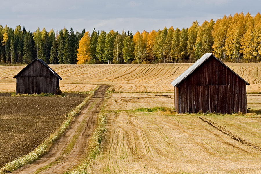 A field in autumn colors