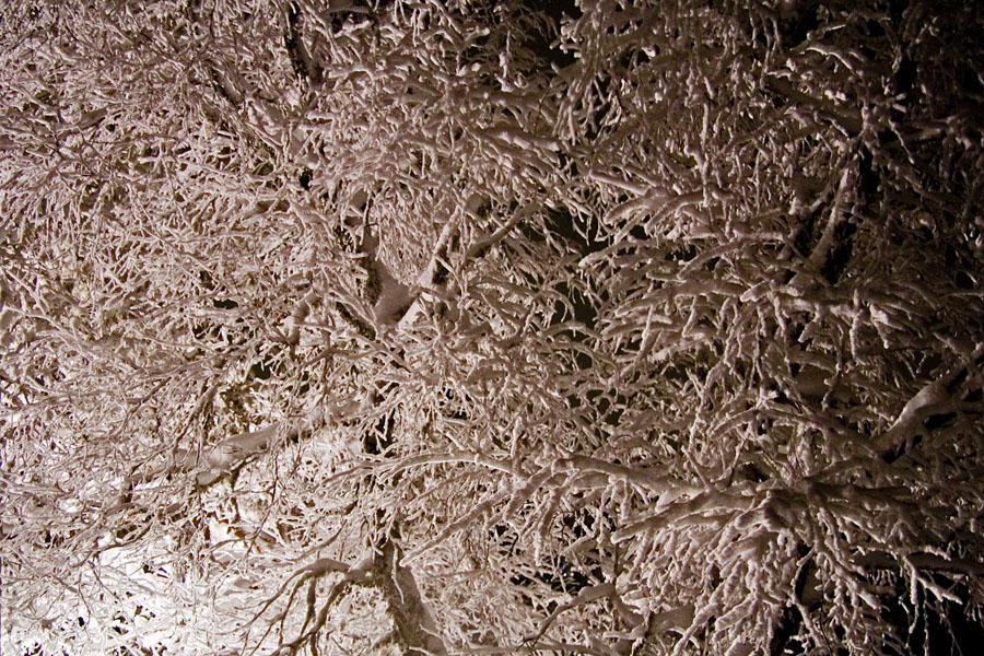 Snowy trees