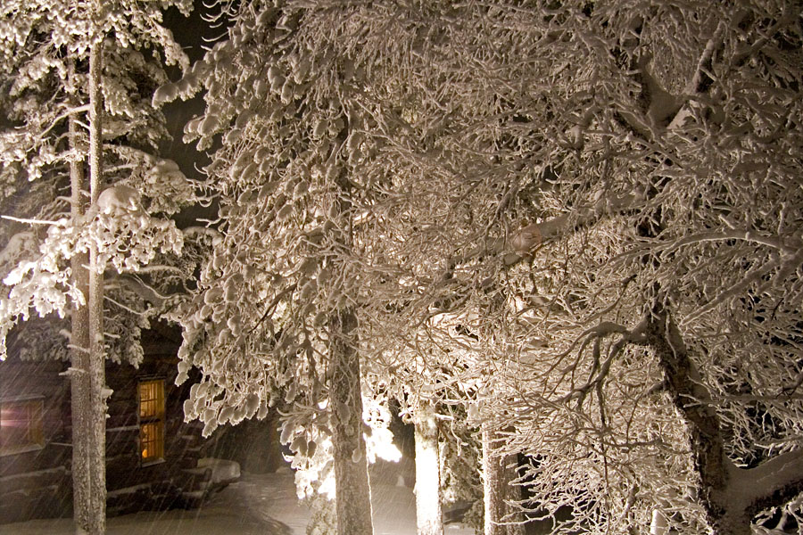 Snowy trees