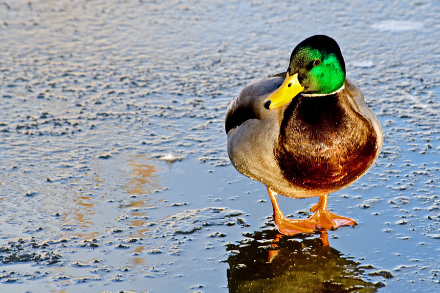 A duck on thin ice