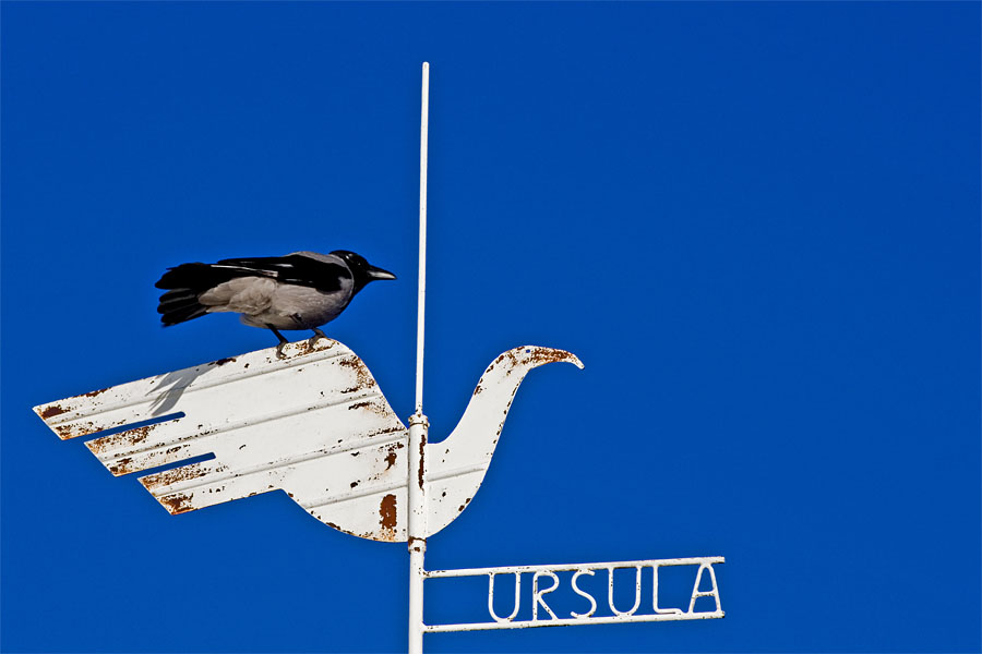 A magpie sitting on the weather vane of Ursula cafe