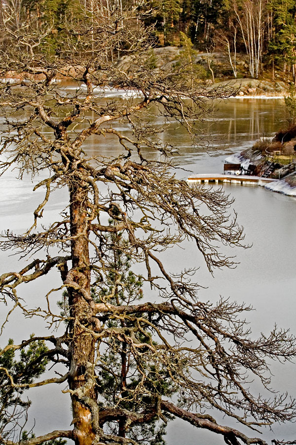 A pine and the icy Kaitalahti bay