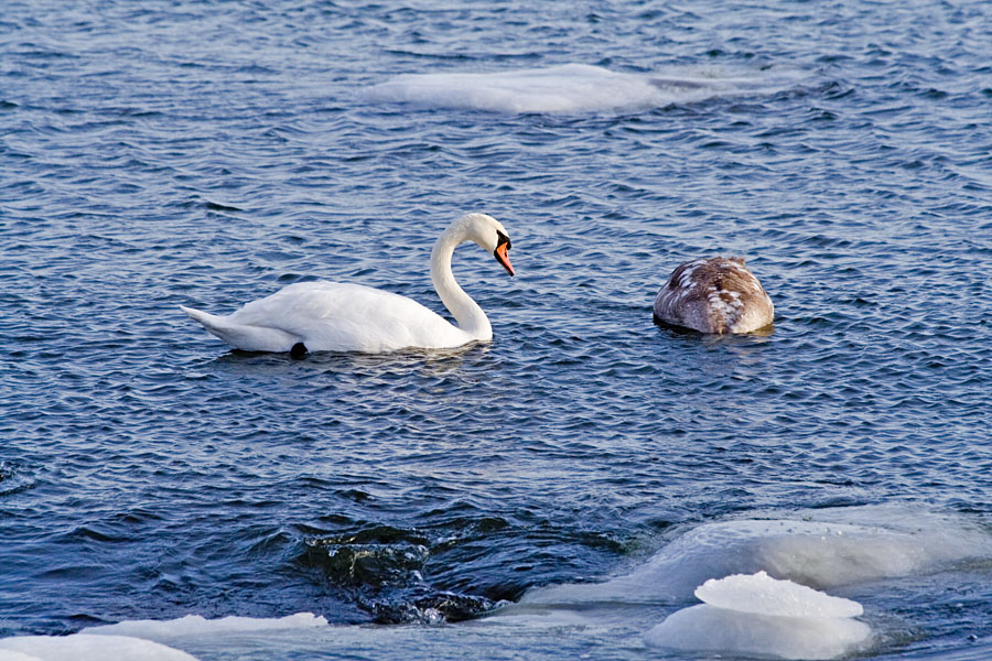 Swans in icy water