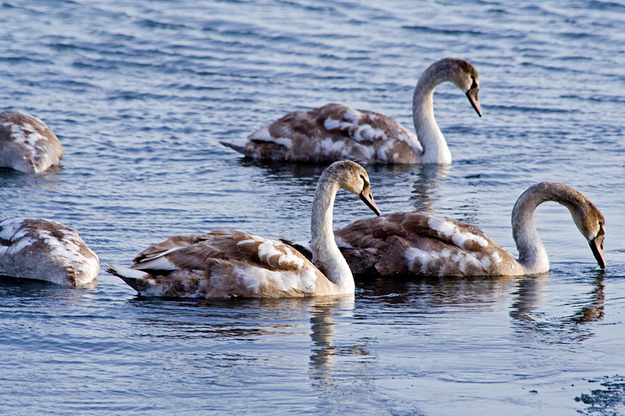 Swans