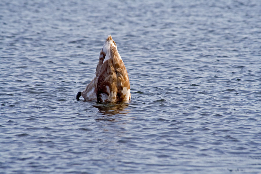 A swan dives