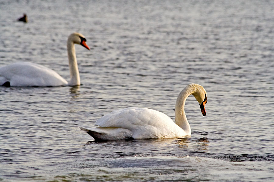 Swans