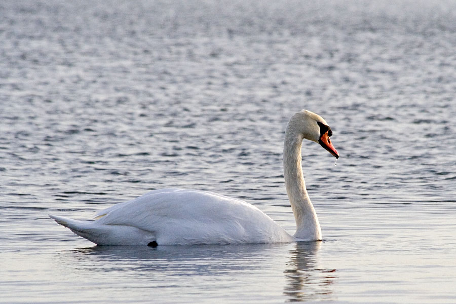 Kyhmyjoutsen (Cygnus olor)