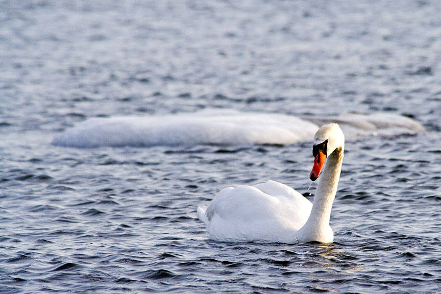 Kyhmyjoutsen (Cygnus olor)