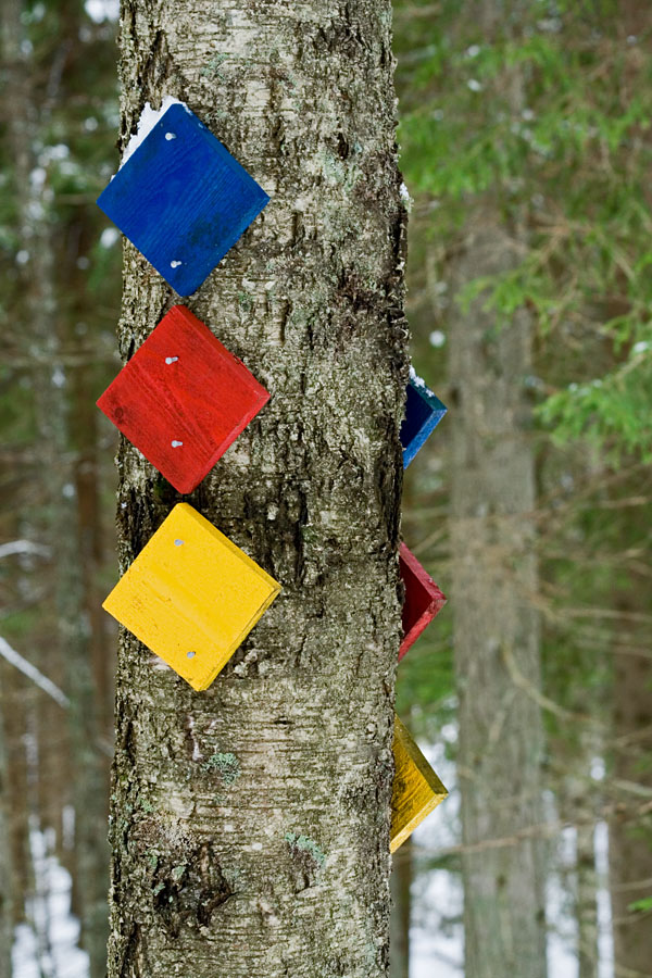 Route markers in a birch