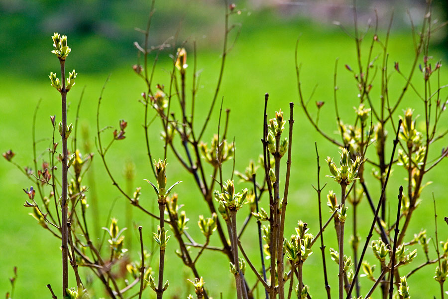 A shrub with buds