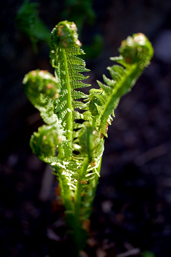 A plant in the Japanese garden