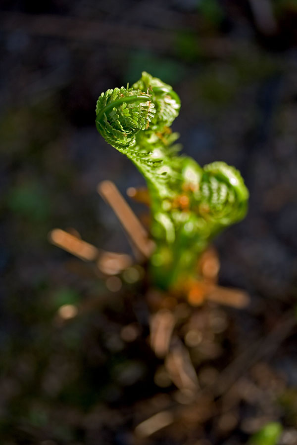 A plant in the Japanese garden