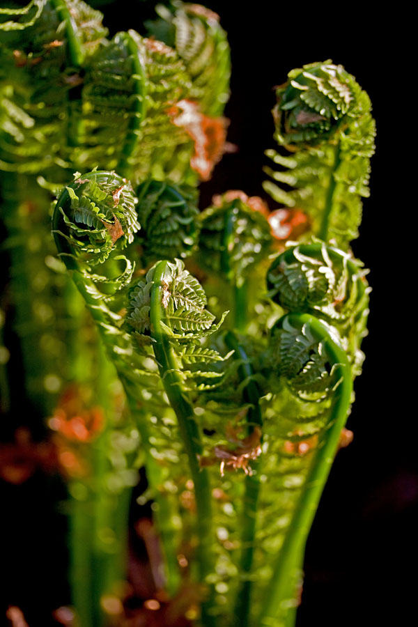 A plant in the Japanese garden