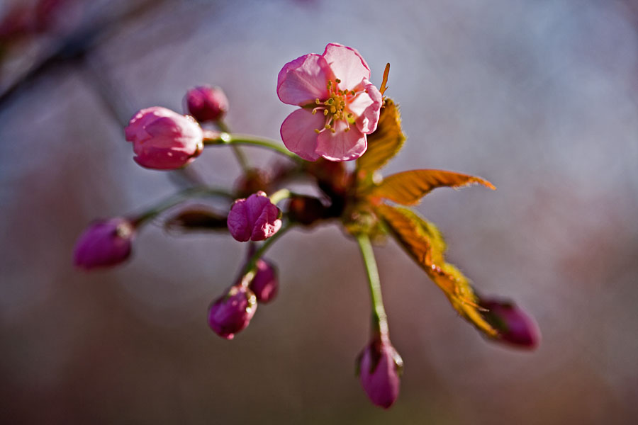 Flowers of a cherry tree