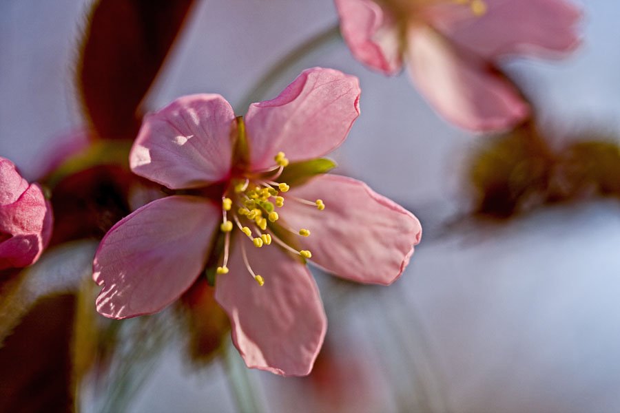 Flowers of a cherry tree