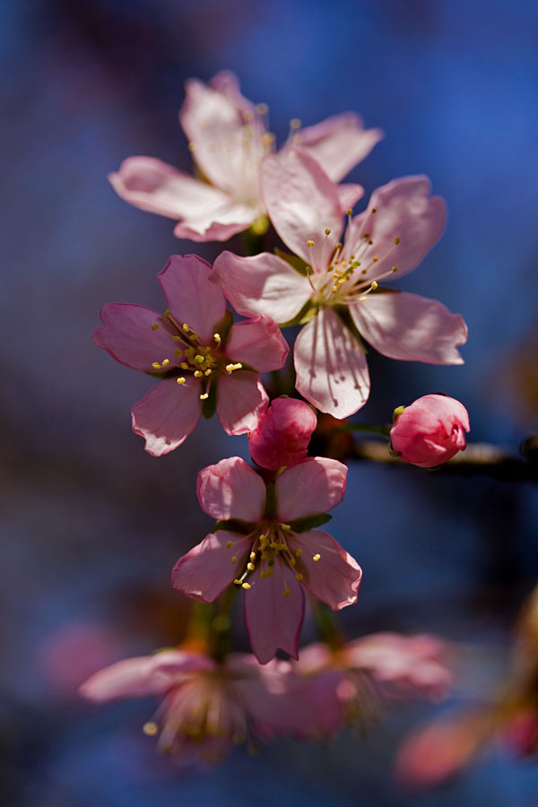 Flowers of a cherry tree