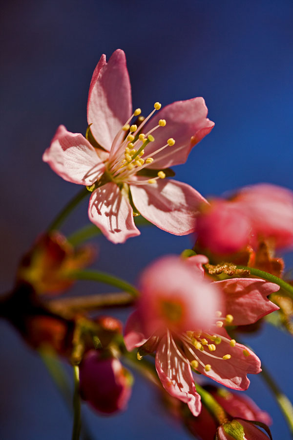 Flowers of a cherry tree