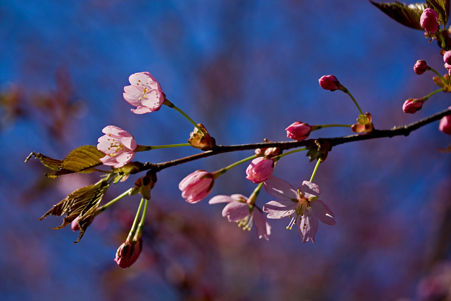 Flowers of a cherry tree