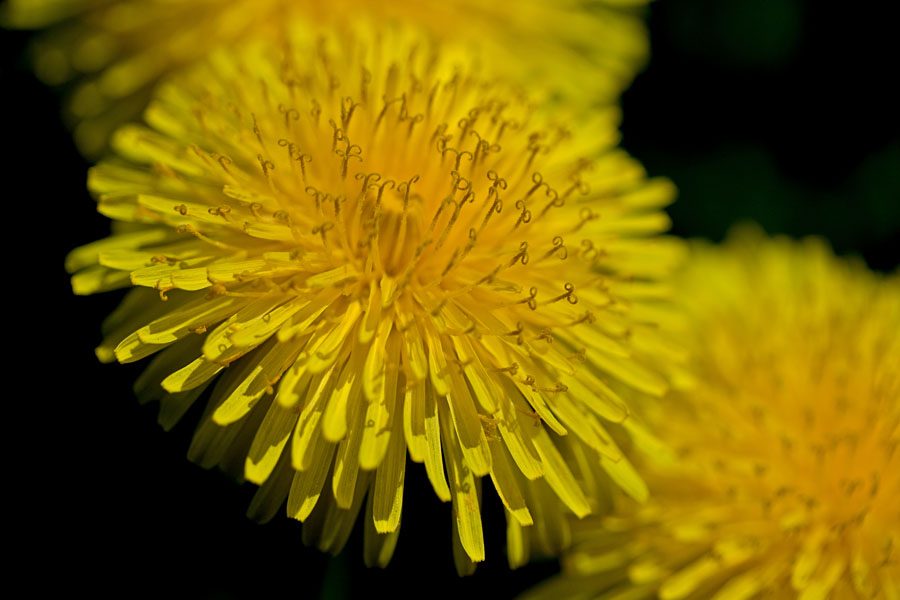 Dandelion (Taraxacum officinale)