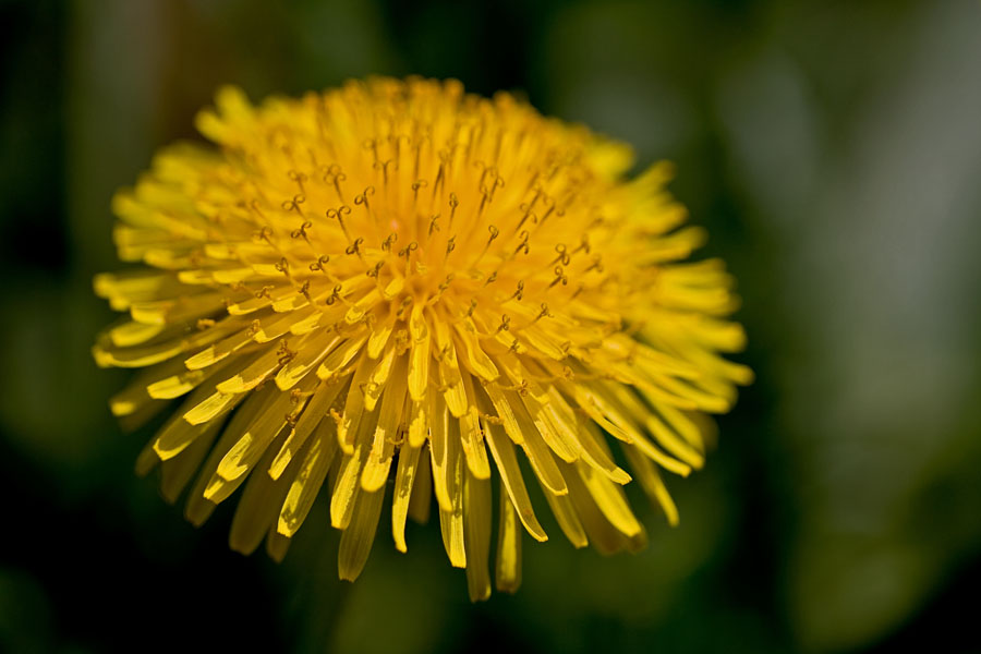 Voikukka (Taraxacum officinale)