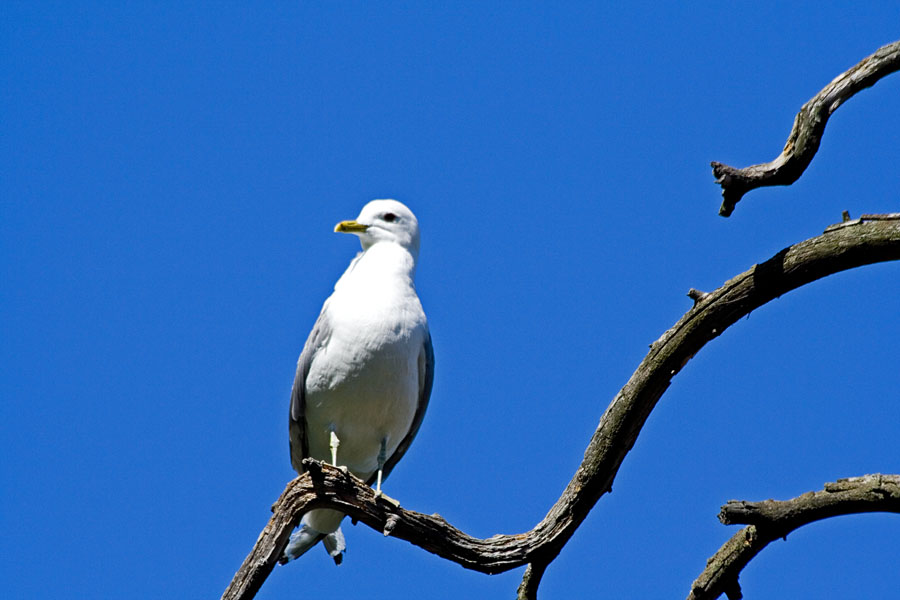 Common gull (Larus canus)