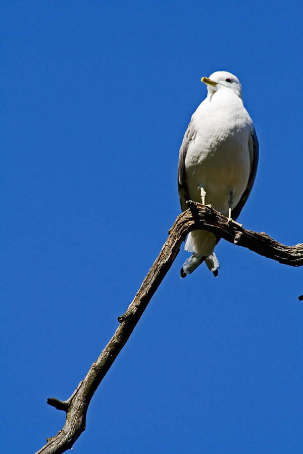 Kalalokki (Larus canus)
