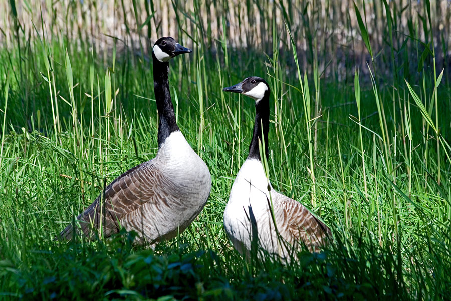 Canada goose (Branta canadensis)