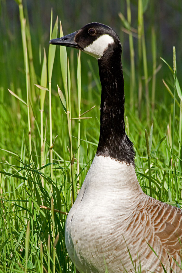 Canada goose (Branta canadensis)