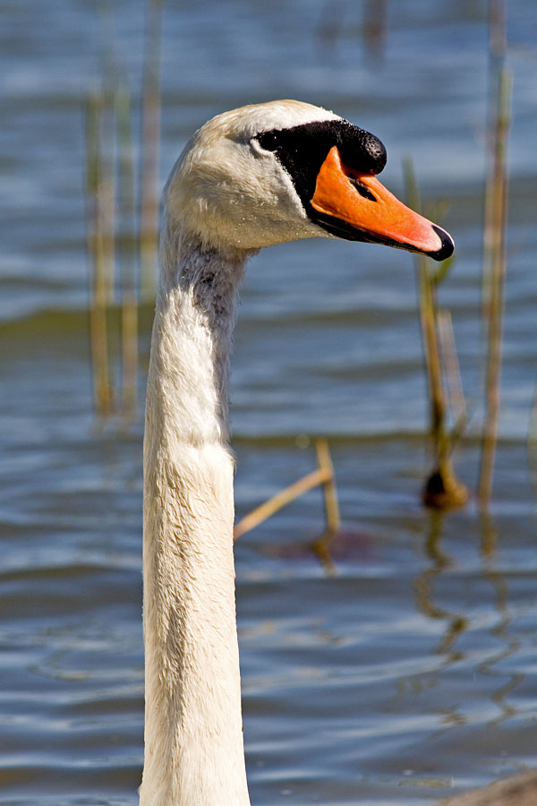 Kyhmyjoutsen (Cygnus olor)